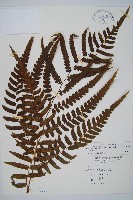 藏品(毛柄短腸蕨)的圖片