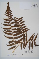 藏品(毛柄短腸蕨)的圖片