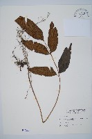 藏品(細柄雙蓋蕨)的圖片