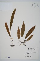 藏品(單葉雙蓋蕨)的圖片