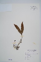 藏品(單葉雙蓋蕨)的圖片