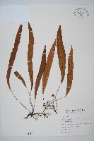 藏品(單葉雙蓋蕨)的圖片