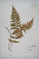 藏品(鋸齒雙蓋蕨、線葉雙蓋蕨、刺鱗雙蓋蕨)的圖片