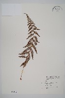 藏品(逆葉蹄蓋蕨、逆羽蹄蓋蕨)的圖片