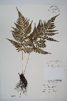 藏品(阿里山蹄蓋蕨)的圖片