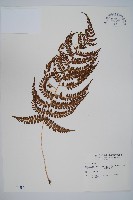 藏品(姬蹄蓋蕨)的圖片