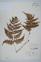 藏品(阿里山蹄蓋蕨)的圖片