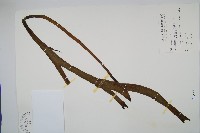 藏品(帶狀瓶爾小草)的圖片