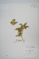 藏品(異葉卷柏)的圖片