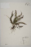 藏品(鞭葉鐵線蕨)的圖片