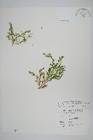 藏品(高雄卷柏)的圖片