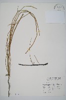 藏品(臺灣木賊)的圖片