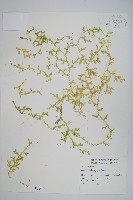 藏品(疏葉卷柏)的圖片