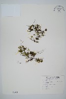 藏品(團扇蕨)的圖片