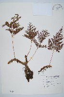 藏品(海州骨碎補)的圖片