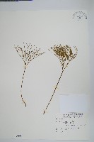 藏品(松葉蕨)的圖片