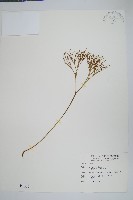 藏品(松葉蕨)的圖片