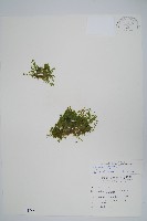 藏品(膜葉卷柏)的圖片