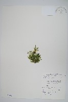 藏品(膜葉卷柏)的圖片