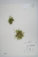 藏品(膜葉卷柏)的圖片