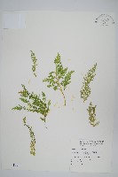 藏品(異葉卷柏)的圖片