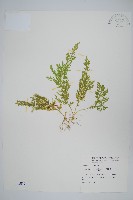 藏品(異葉卷柏)的圖片