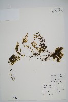 藏品(細葉蕗蕨)的圖片