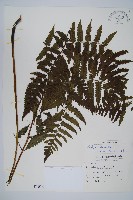 藏品(德氏雙蓋蕨)的圖片