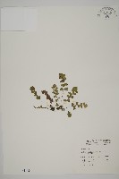 藏品(鐵線蕨)的圖片