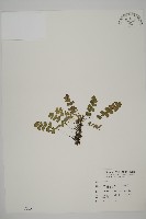 藏品(鐵線蕨)的圖片