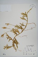 藏品(石松)的圖片