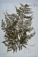 藏品(稀子蕨)的圖片