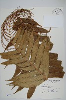 藏品(連珠蕨)的圖片