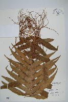 藏品(連珠蕨)的圖片