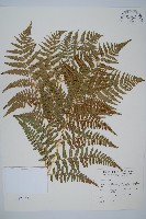 藏品(蕨)的圖片