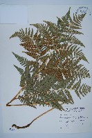 藏品(蕨)的圖片