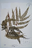 藏品(斜方複葉耳蕨)的圖片