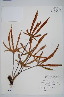 藏品(槭葉石葦)的圖片