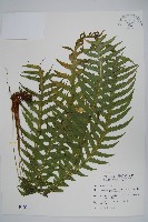 藏品(翅軸假金星蕨、短柄卵果蕨)的圖片