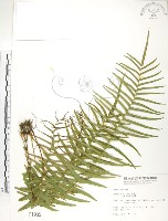 藏品(鱗蓋鳳尾蕨)的圖片