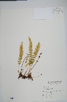 藏品(陵齒蕨、鱗始蕨)的圖片