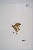 藏品(長柄千層塔)的圖片