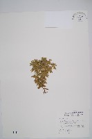 藏品(長柄千層塔)的圖片