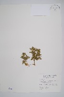 藏品(長柄千層塔)的圖片