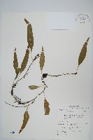 藏品(骨牌蕨)的圖片