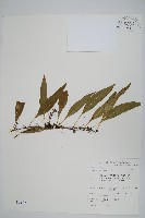 藏品(骨牌蕨)的圖片