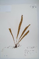 藏品(劍葉鐵角蕨、箭葉鐵角蕨)的圖片