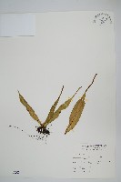 藏品(尖嘴蕨)的圖片