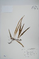 藏品(擬芨瓦葦)的圖片