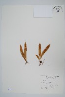 藏品(擬瓦葦)的圖片